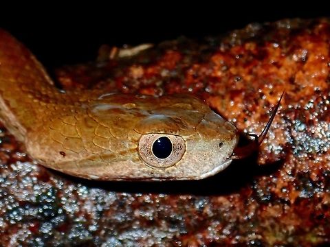 Giving me the tongue  Common mock viper,Malaysia,Mock Viper,Psammodynastes pulverulentus,Sabah,Snake,Tawau,Viper
