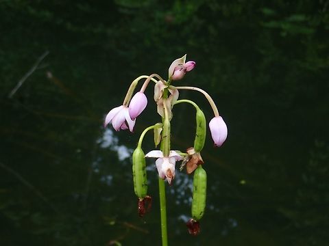 Orchid  Arundina graminifolia,Bamboo orchid,Flower,Malaysia,Orchid,Sabah,Tawau