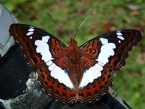 Commander - Moduza procris This Butterfly was resting on a camera tripod, probably sipping sweat off the sponge on the tripod. Butterfly,Commander,Malaysia,Moduza procris,Sabah,Tawau