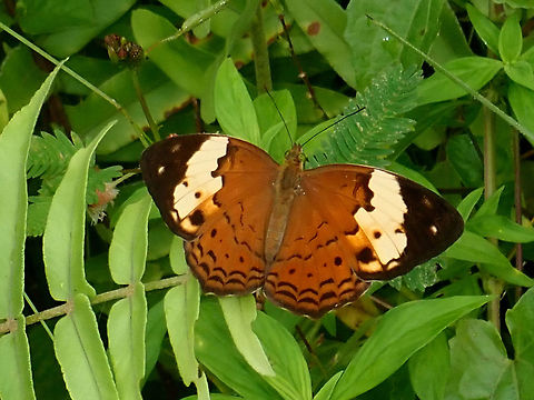 Rustic - Cupha erymanthis  Butterfly,Cupha erymanthis,Malaysia,Rustic,Sabah,Tawau