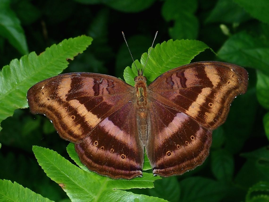 Chocolate Pansy - Junonia iphita  Butterfly,Chocolate Pansy,Chocolate Soldier,Junonia iphita,Malaysia,Sabah,Tawau