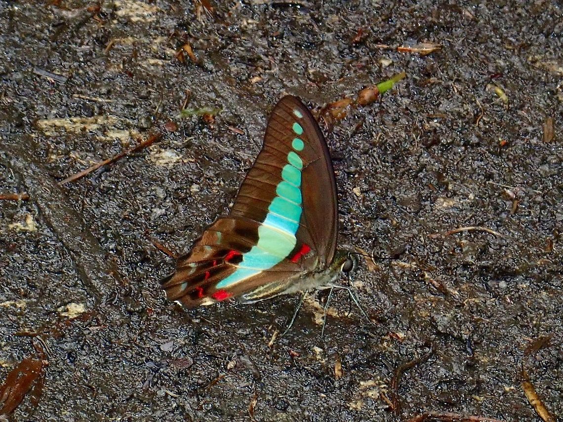 Common Bluebottle - Graphium sarpedon luctatius This sub-species Common Bluebottle - Graphium sarpedon luctatius is recorded from Malaysia. Butterfly,Common Bluebottle,Graphium sarpedon,Graphium sarpedon luctatius,Malaysia,Sabah,Tawau