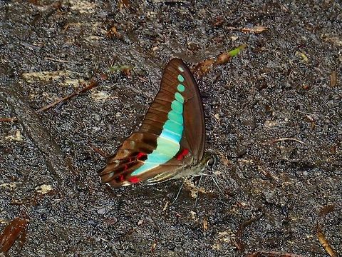 Graphium sarpedon luctatius