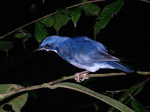Bluebird Saw this Siberian Blue Robin -Luscinia cyane during a night walk, it was sleeping but got disturbed by me and flew away. Bird,Larvivora cyane,Malaysia,Robin,Sabah,Siberian blue robin,Tawau