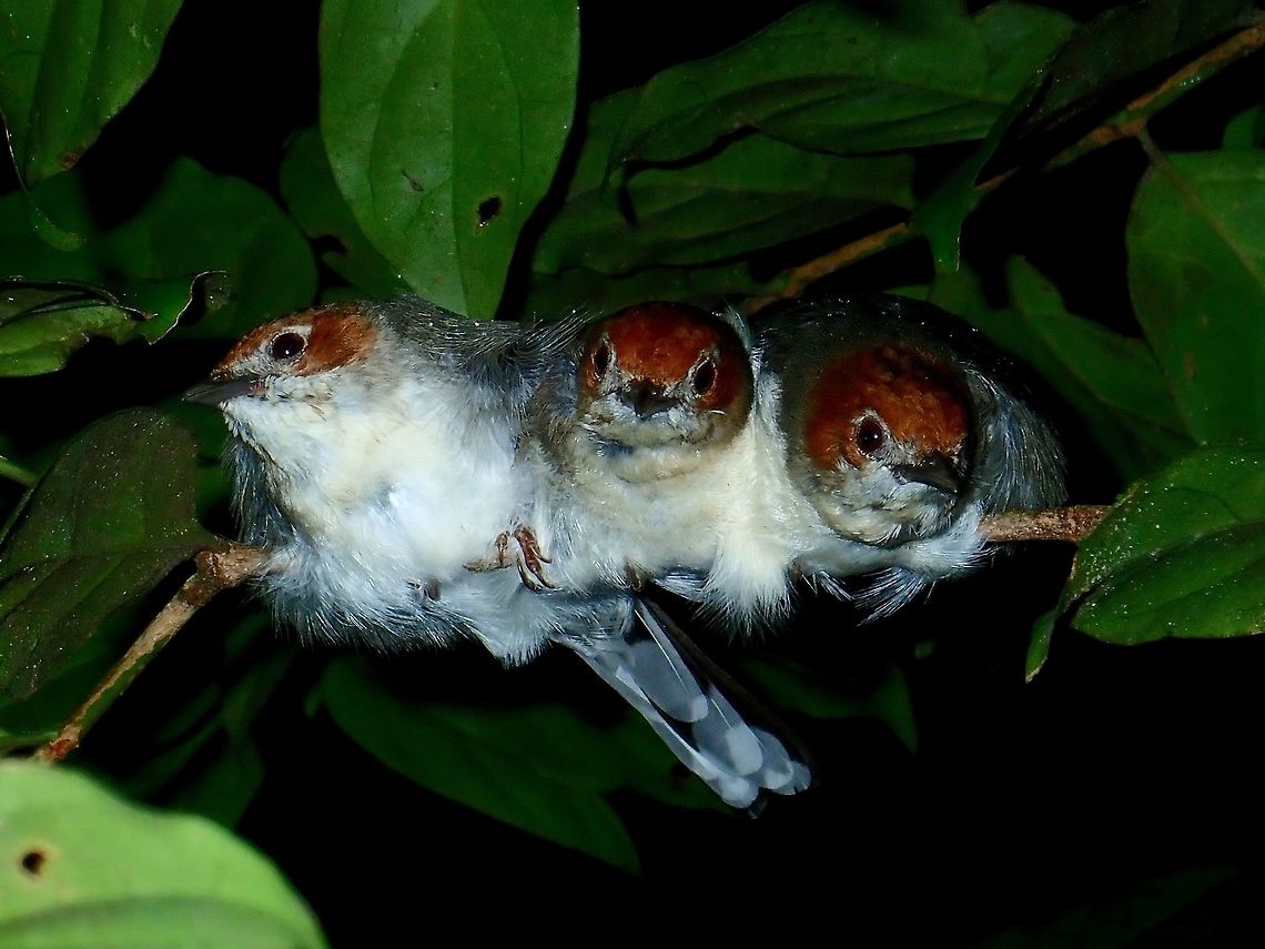 Threesome Birdies Saw this 3 Chestnut-crested Yuhina - Yuhina everettisleeping together during a night walk. Bird,Chestnut-crested yuhina,Malaysia,Sabah,Tawau,Yuhina everetti