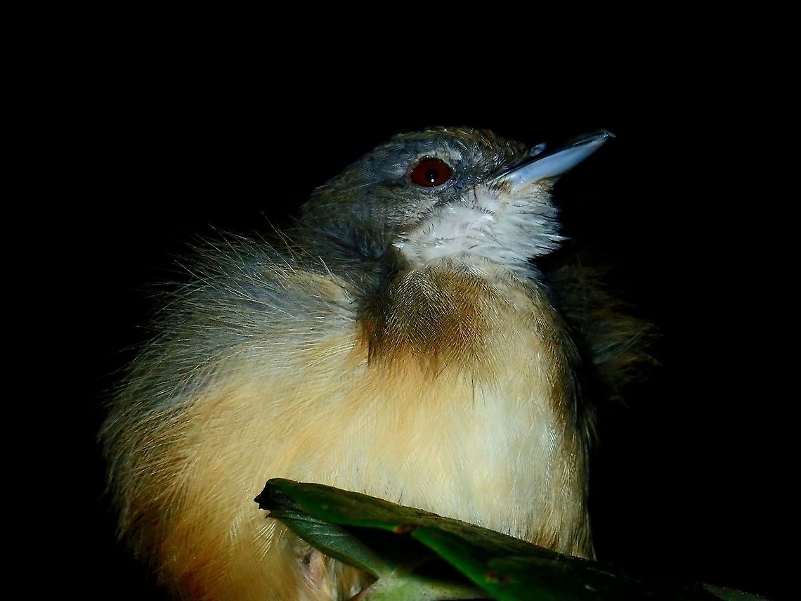 Short-tailed Babbler - Pellorneum malaccense Saw this bird, Short-tailed Babbler - Malococincla malaccensis during a night walk. It was awaken by my flash and flew away.<br />
<br />
Update :<br />
In Wikipedia, this species is listed as Malococincla malaccensis but was told the current name is Pellorneum malaccense.<br />
<br />
 Bird,Malacocincla malaccensis,Malaysia,Pellorneum malaccense,Sabah,Short-Tailed Babbler,Short-tailed babbler,Tawau
