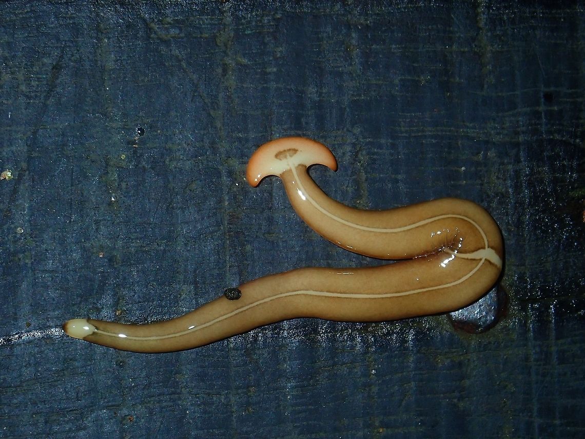 Hammerhead Worm - Bipalium sp Known loosely as Hammerhead Worm because of the distinctive shape of their head region, they are predators of earthworms. They easily track the earthworms by following their trails, then they secrete a sticky fluid and hold the prey in place with their muscles. Once the hammerhead worms start eating, things become even more disturbing. They first push their pharynx out of their mouths, then they cover the earthworm with the neurotoxins they secrete. This chemical, known as tetrodotoxin (which is also found in such animals as pufferfish and triggerfish), actually cause the earthworm&rsquo;s body to liquefy! Hammerhead worms are the only terrestrial invertebrates with this ability. The hammerhead worm essentially sucks up the dissolved earthworm. The digestion process mostly occurs outside of the hammerhead worm&rsquo;s body, since the earthworm&rsquo;s flesh is already in liquid form! Bipalium,Bipalium sp,Hammerhead Worm,Malaysia,Sabah,Tawau,Worm