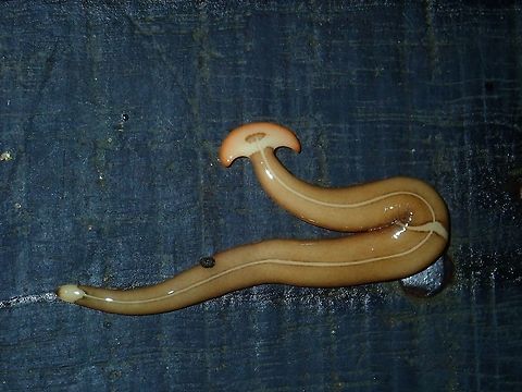 Hammerhead Worm - Bipalium sp Known loosely as Hammerhead Worm because of the distinctive shape of their head region, they are predators of earthworms. They easily track the earthworms by following their trails, then they secrete a sticky fluid and hold the prey in place with their muscles. Once the hammerhead worms start eating, things become even more disturbing. They first push their pharynx out of their mouths, then they cover the earthworm with the neurotoxins they secrete. This chemical, known as tetrodotoxin (which is also found in such animals as pufferfish and triggerfish), actually cause the earthworm&rsquo;s body to liquefy! Hammerhead worms are the only terrestrial invertebrates with this ability. The hammerhead worm essentially sucks up the dissolved earthworm. The digestion process mostly occurs outside of the hammerhead worm&rsquo;s body, since the earthworm&rsquo;s flesh is already in liquid form! Bipalium,Bipalium sp,Hammerhead Worm,Malaysia,Sabah,Tawau,Worm