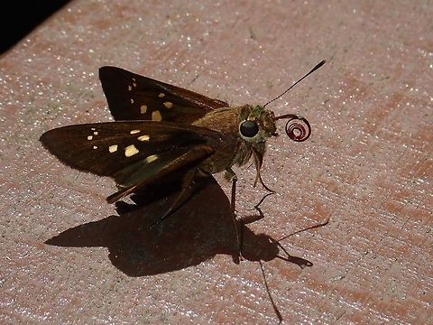Conjoined Swift - Pelopidas conjunctus conjunctus  Butterfly,Conjoined Swift,Malaysia,Pelopidas conjuncta,Pelopidas conjunctus conjunctus,Sabah,Tawau