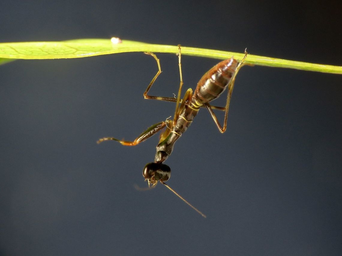 Reaching out Baby Praying Mantis, just around 7-8 mm in size, probably a few days old. Malaysia,Mantis,Penang,Praying Mantis,Tanjung Bungah