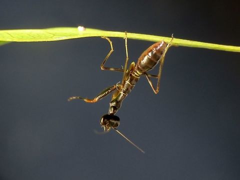 Reaching out Baby Praying Mantis, just around 7-8 mm in size, probably a few days old. Malaysia,Mantis,Penang,Praying Mantis,Tanjung Bungah