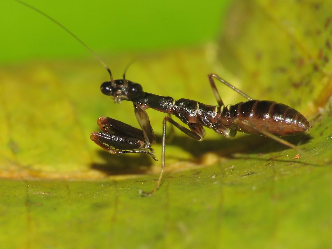 Looking at you! Baby Praying Mantis, staring right at my camera. Malaysia,Mantis,Penang,Praying Mantis,Tanjung Bungah