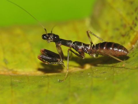 Looking at you! Baby Praying Mantis, staring right at my camera. Malaysia,Mantis,Penang,Praying Mantis,Tanjung Bungah