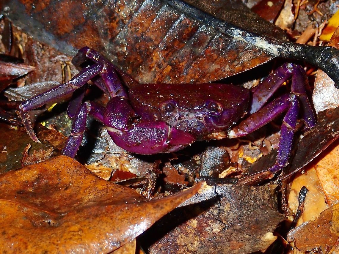 Purple Crab Land terrestrial crab, possibly from the genus Arachnothelphusa. Carapace mostly brown/dark brown in colour with hints of purple on legs and claws. Saw several of them, usually in crevices of tree trunks which collects waters and at night time, they come out, even to the ground, to feed.<br />
<br />
Update - This crab, Arachnothelphusa merarapensis was newly described in the year 2015. Arachnothelphusa,Arachnothelphusa merarapensis,Arachnothelphusa sp,Crab,Freshwater Crab,Land Crab,Malaysia,Sabah,Tawau,Terrestrial Crab