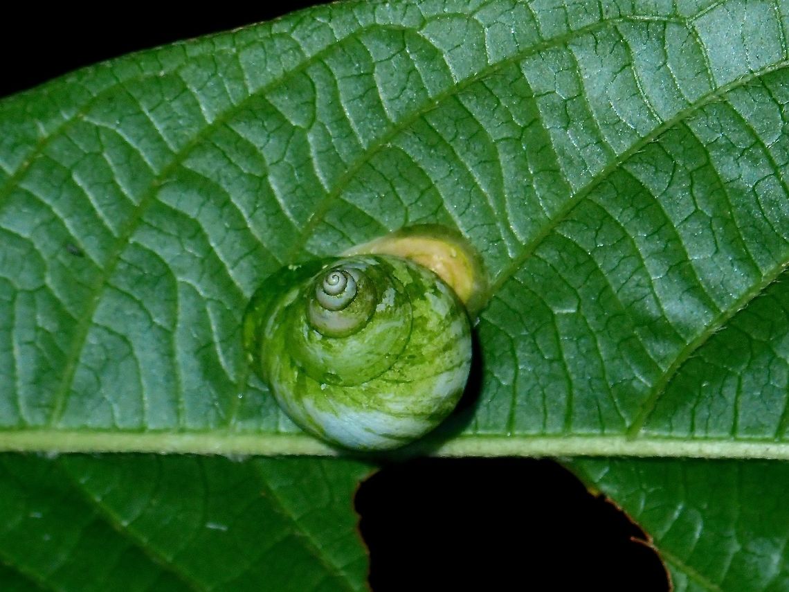 Green Snail Snail with green coloured shell. Leptopoma perlucidum,Malaysia,Sabah,Snail,Tawau