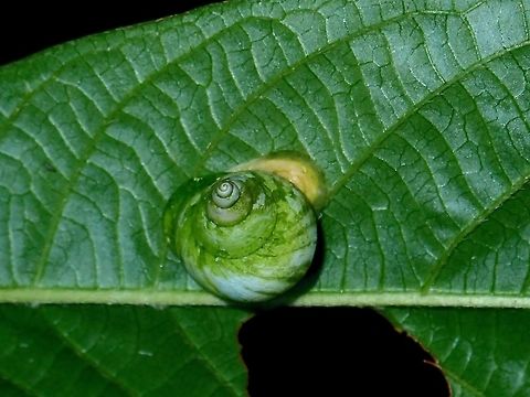 Green Snail Snail with green coloured shell. Leptopoma perlucidum,Malaysia,Sabah,Snail,Tawau