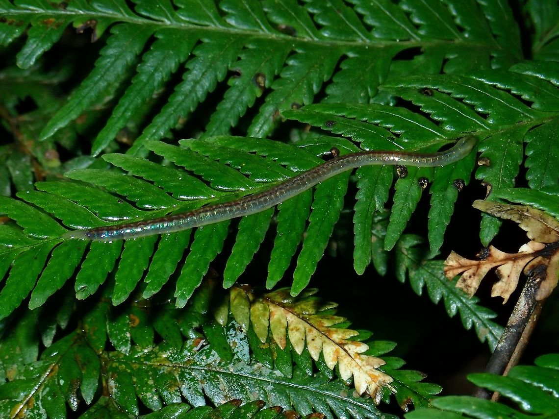 Unknown Larvae(?) Not sure exactly what this is, maybe a larvae of some insects. Body is a bit shiny/reflective, length around 10 cm. Larvae,Malaysia,Sabah,Tawau