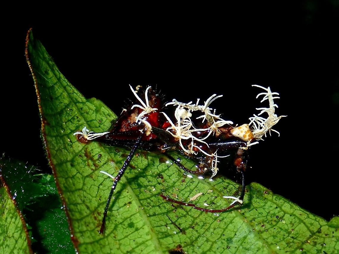 Ant infected by Cordyceps Fungi Ant infected by Cordyceps fungi. Interesting fact about this Cordyceps, in some situation/species, they can control insect brains and manipulate their behavior to reach death locations that are optimal for spore dispersal.<br />
 Cordycep,Cordyceps,Cordyceps sp,Fungi,Malaysia,Parasite,Sabah,Tawau