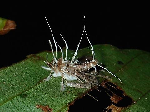 Moth infected by Akanthomyces sp. Fungi I wonder if the Fungi that kills the Moth or it was growing on a dead Moth. Akanthomyces,Akanthomyces sp,Fungi,Malaysia,Sabah,Tawau