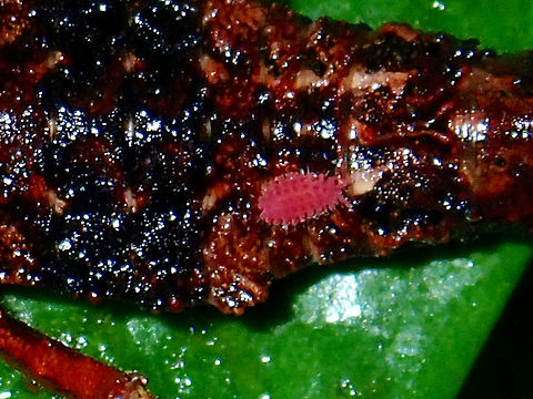 Pinky Bug Not sure if this is a parasite or springtail, found on the body of a Phasmid, There were 2 of them, one on each side of the abdomen.  Size is around 2-3 mm. Bug,Malaysia,Parasite,Sabah,Springtail,Tawau