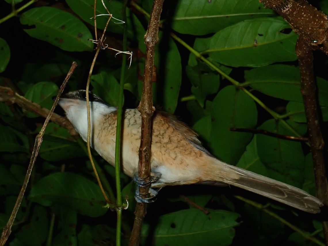 Brown Shrike - Lanius cristatus Saw this Bird during a night walk. Bird,Lanius cristatus,Philippines,Quezon