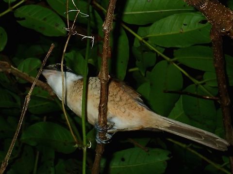 Brown Shrike - Lanius cristatus Saw this Bird during a night walk. Bird,Lanius cristatus,Philippines,Quezon