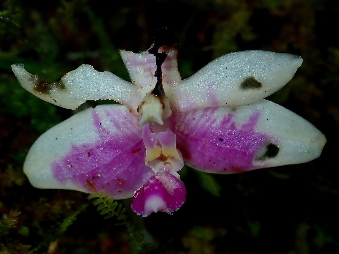 Orchid - Phalaenopsis modesta Last flower in the stalk, showing a bit of wear. Flower,Malaysia,Orchid,Phalaenopsis modesta,Sabah,Tawau