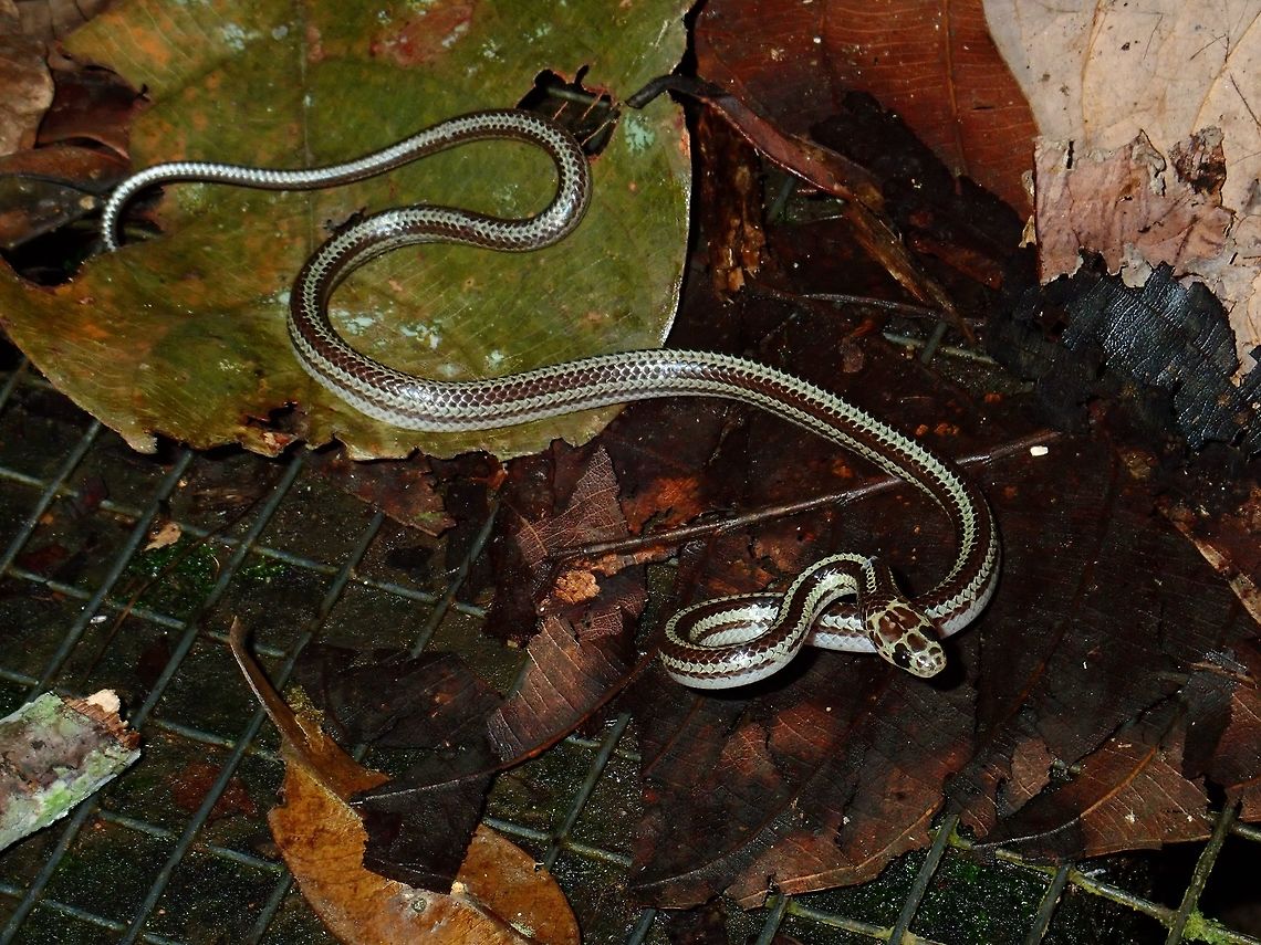 Snake A small sized snake, probably a juvenile, length around 0.5 meter, very thin/slender, found on the ground during a night walk. Aslo saw an Everett&#039;s Kukri Snake - Oligodon everetti the same night, not sure if its the same but juvenile. Dryocalamus tristrigatus,Malaysia,Sabah,Snake,Tawau,Three-banded bridled snake