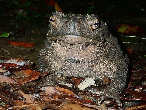 Grumpy Giant Living up to its name, this Asian Giant Toad was massive and looks heavy too. Asian Giant Toad,Malaysia,Phrynoides asper,Phrynoidis asper,Sabah,Tawau,Toad
