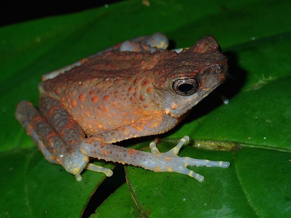 Long-fingered Slender Toad - Ansonia longidigita  Ansonia longidigita,Long-fingered Slender Toad,Malaysia,Sabah,Slender Toad,Tawau,Toad