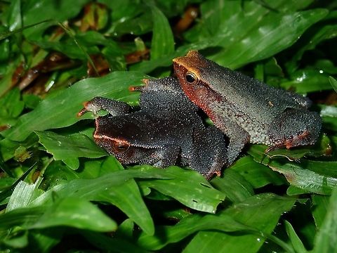 Sticky Couple Sticky Frogs - Kalophrynus sp, but not sure of exact species, possibly Kalophrynus heterochirus.  Saw several of them, not sure though if they are all from the same species. Frog,Kalophrynus,Kalophrynus heterochirus,Kalophrynus sp,Malaysia,Sabah,Sticky Frog,Tawau
