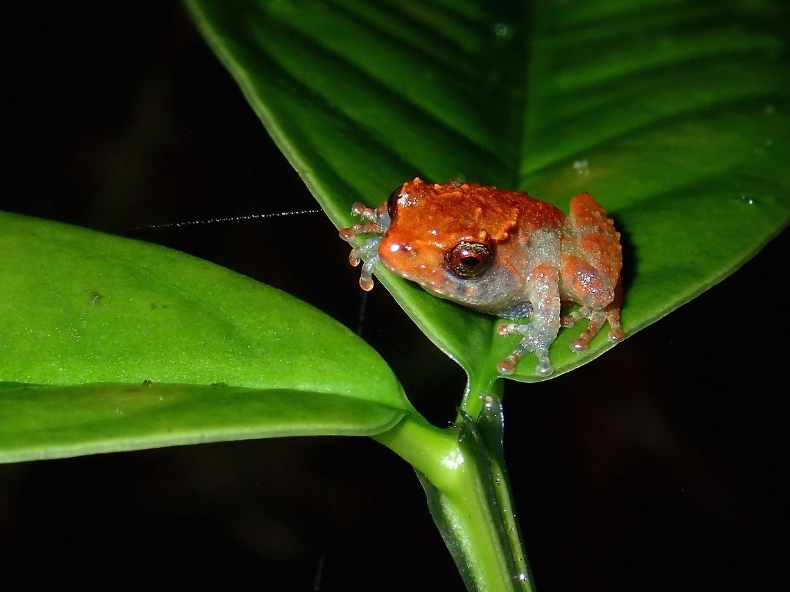 Orange Frog Tiny Frog, size around 2 cm, with orangish colour.<br />
Tropical rain forest. Altitude was higher than 1,000 masl and trees were more mossy. Frog,Malaysia,Sabah,Tawau