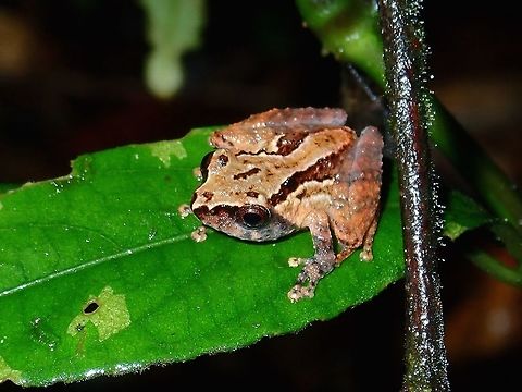 Shrub Frog - Philautus sp. Small sized frog, around 2cm in size.
Tropical rain forest. Altitude was higher than 1,000 masl and trees were more mossy. Frog,Malaysia,Philautus,Philautus sp,Sabah,Shrub Frog,Tawau