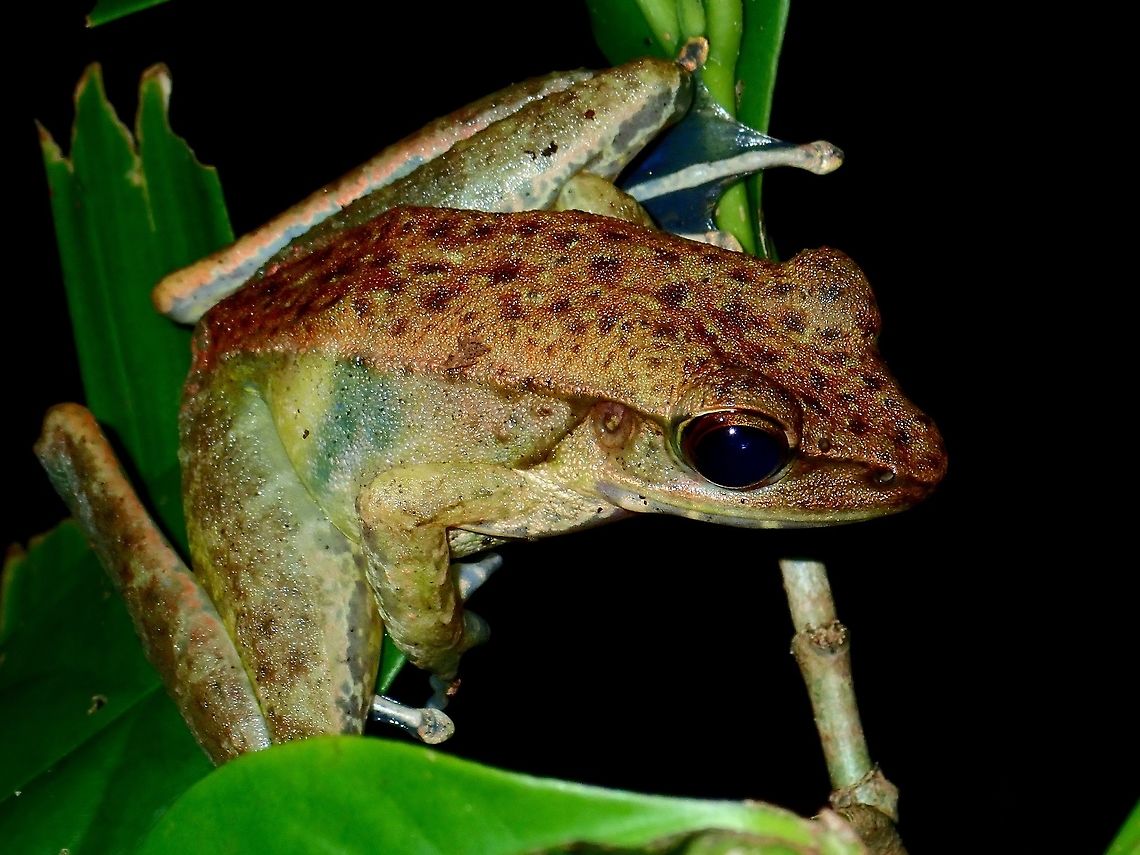 Frog - Chalcorana sp. Large sized frog, around 6-7 cm in size, found off the ground, around 1 meter height among shrubs. Chalcorana,Chalcorana sp,Frog,Malaysia,Sabah,South East Asian White-Lipped Frog,Tawau