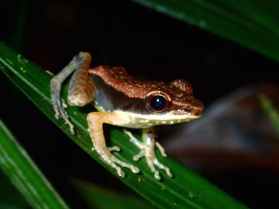 Frog - Amnirana nicobariensis, Updated as Indosylvirana nicobariensis Mid-sized from, around 5 cm, light brown on the back and band of darker brown on the side.<br />
 Amnirana nicobariensis,Cricket Frog,Frog,Indosylvirana nicobariensis,Malaysia,Sabah,Tawau