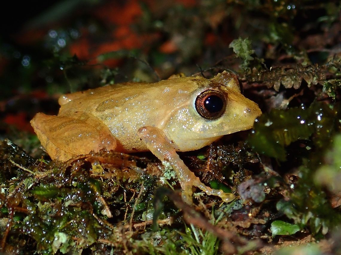Frog - Philautus sp. Small sized frog, around 2cm in size.<br />
Tropical rain forest. Altitude was higher than 1,000 masl and trees were more mossy.<br />
 Frog,Malaysia,Philautus,Philautus sp,Sabah,Tawau
