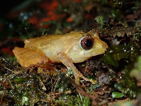 Frog - Philautus sp. Small sized frog, around 2cm in size.
Tropical rain forest. Altitude was higher than 1,000 masl and trees were more mossy.
 Frog,Malaysia,Philautus,Philautus sp,Sabah,Tawau