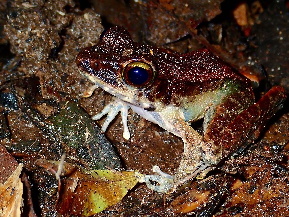 Speckled Legged Torrent Frog - Meristogenys poecilus Big sized Frog, mostly dark brown in colour on the back, with a hint of green on the side of its body. Found on swampy area, near a dried river. Frog,Malaysia,Meristogenys,Meristogenys poecilus,Meristogenys sp,Sabah,Speckled Legged Torrent Frog,Tawau