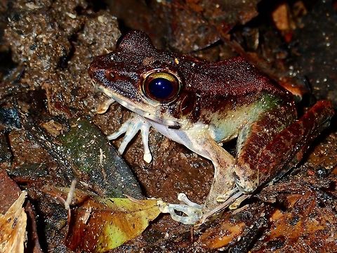 Speckled Legged Torrent Frog - Meristogenys poecilus Big sized Frog, mostly dark brown in colour on the back, with a hint of green on the side of its body. Found on swampy area, near a dried river. Frog,Malaysia,Meristogenys,Meristogenys poecilus,Meristogenys sp,Sabah,Speckled Legged Torrent Frog,Tawau