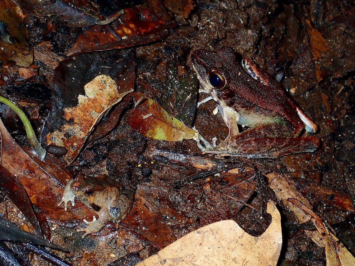One Big One Small Two Frogs of different species, sharing the same home, which is a swampy area, near to a drying river.<br />
Their colouration makes them very well camouflaged among the leaf litters, and I only noticed the small Frog when I got closer to take pics of the bigger Frog. Frog,Malaysia,Sabah,Tawau