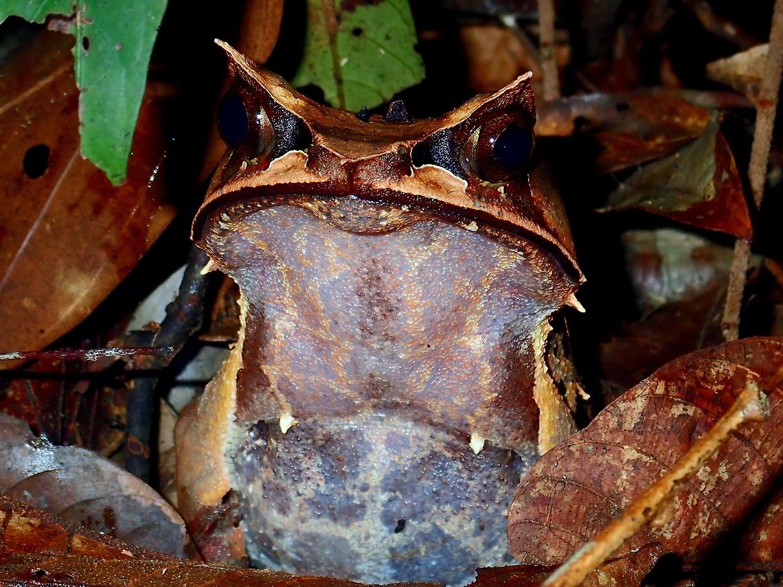 Borneon Horned Frog - Pelobatrachus nasutus A large sized Frog, with appendages above its eyes and tip of head, giving it the looks of horns. It also has small pointed appendages all over the body, but on its back, its black in colour whereas those on the side and abdomen are white in colour. Borneon Horned Frog,Frog,Horned Frog,Long-nosed horned frog,Malaysia,Pelobatrachus nasutus,Sabah,Tawau