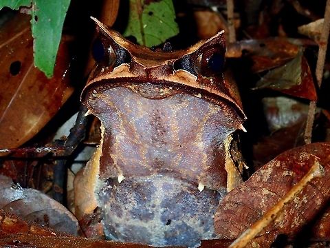Borneon Horned Frog - Pelobatrachus nasutus A large sized Frog, with appendages above its eyes and tip of head, giving it the looks of horns. It also has small pointed appendages all over the body, but on its back, its black in colour whereas those on the side and abdomen are white in colour. Borneon Horned Frog,Frog,Horned Frog,Long-nosed horned frog,Malaysia,Pelobatrachus nasutus,Sabah,Tawau