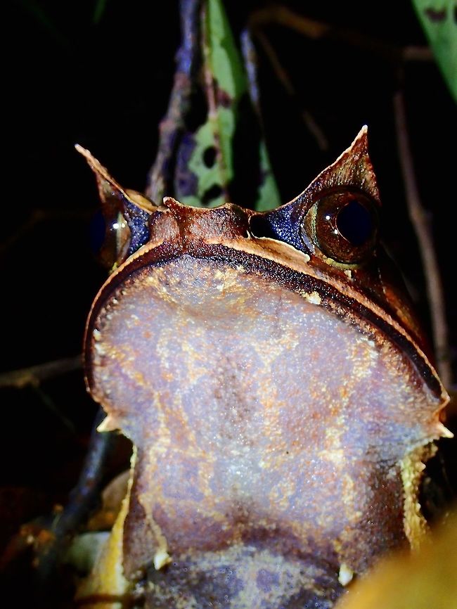 Frog with Horns  Borneon Horned Frog,Frog,Horned Frog,Long-nosed horned frog,Malaysia,Pelobatrachus nasutus,Sabah,Tawau