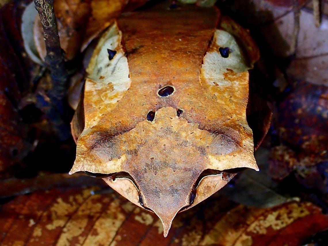 Dead Leafs When seen from above, the Borneon Horned Frog - Pelobatrachus nasutus can be very well camouflaged among leaf litters. Borneon Horned Frog,Frog,Horned Frog,Long-nosed horned frog,Malaysia,Pelobatrachus nasutus,Sabah,Tawau
