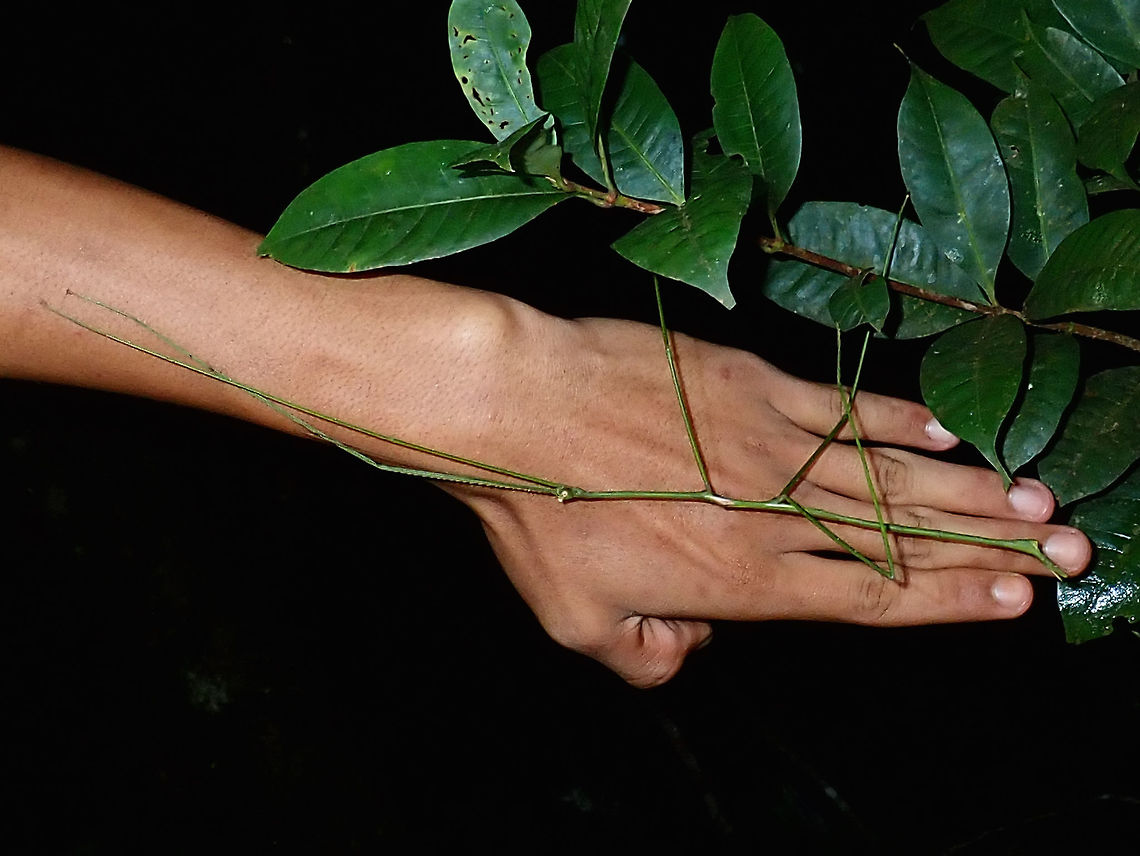 Long Stick Male Phasmid of the species Phobaeticus kirbyi. I asked the Ranger to put his hand next to the Phasmid to give a reference to the size, the body length is around 14-15 cm and with its front legs extended, it is around 28-30 cm in total length. Malaysia,Phasmid,Phobaeticus kirbyi,Sabah,Stick Insect,Tawau