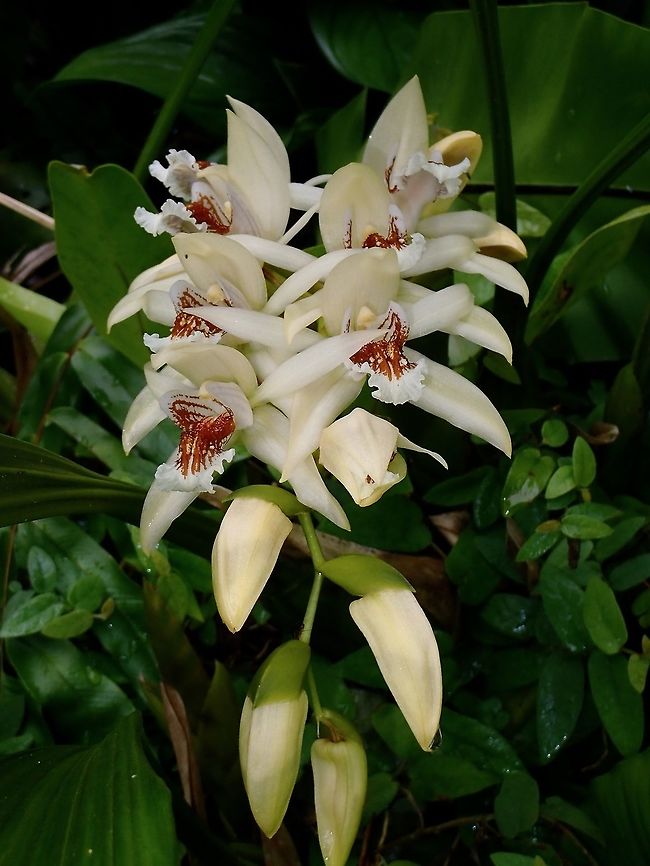 Orchid - Coelogyne asperata Quite large sized Orchid, newly bloomed. The stalk has more than 10 flowers/buds.<br />
When I first arrived at the Park, it was not blooming yet, just the buds, and before I left the Park a few days later, decided to take a look at it again (it was seen at the Botanical Garden inside the Park) and was happy to see them blooming. Coelogyne,Coelogyne asperata,Coelogyne sp,Flower,Malaysia,Orchid,Sabah,Tawau