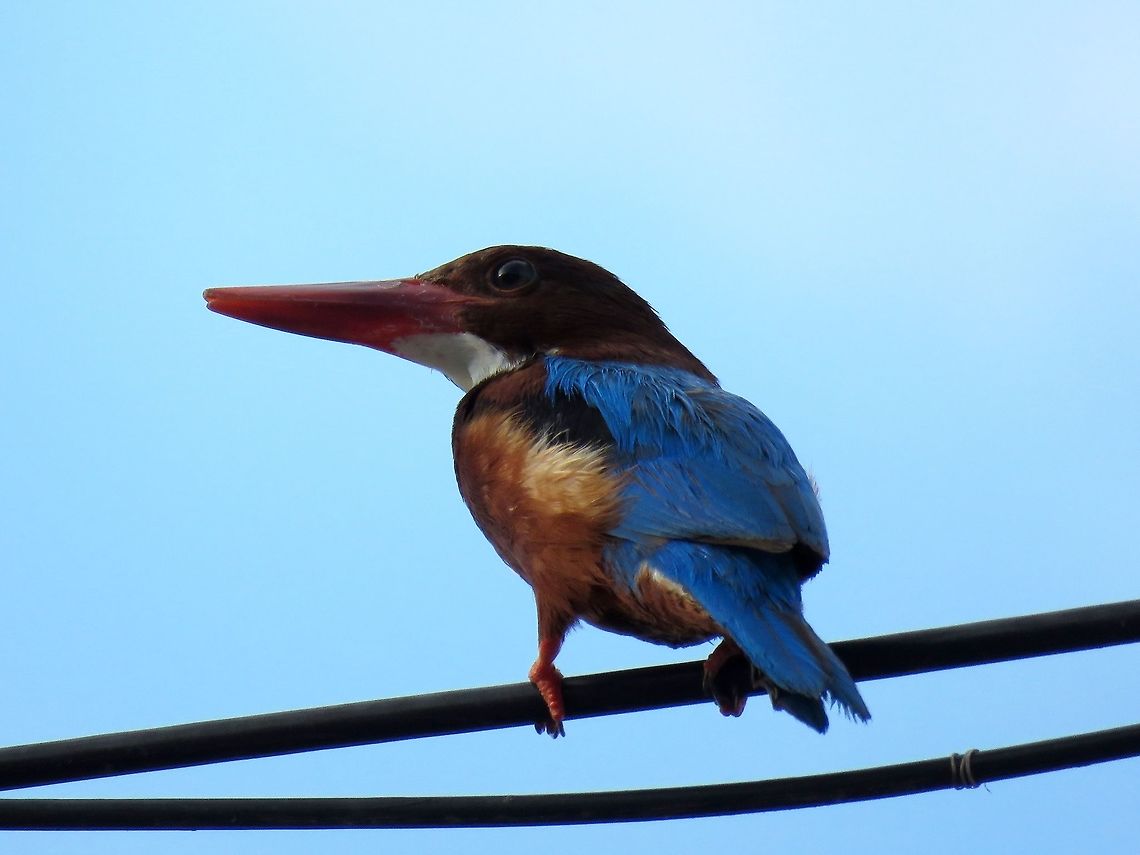 White-Throated Kingfisher - Halcyon smyrnensis Large sized Kingfisher, fairly common in the area. Seen perched on electrical lines along a road. Based on the locality, this should be the sub-species, Halcyon smyrnensis perpulchra. Bird,Halcyon smyrnensis,Kingfisher,Malaysia,Penang,Tanjung Bungah,White-throated kingfisher