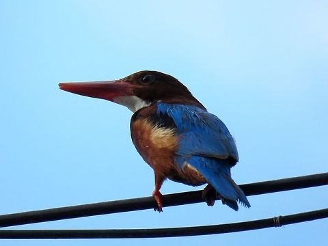 White-Throated Kingfisher - Halcyon smyrnensis Large sized Kingfisher, fairly common in the area. Seen perched on electrical lines along a road. Based on the locality, this should be the sub-species, Halcyon smyrnensis perpulchra. Bird,Halcyon smyrnensis,Kingfisher,Malaysia,Penang,Tanjung Bungah,White-throated kingfisher