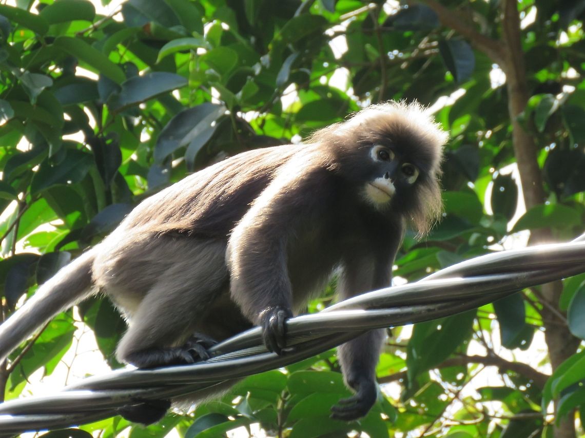 Walking the line This group of Dusky Leaf Monkey - Trachypithecus obscurus lives in secondary forest near to residential area. They often come down to the residential area to feed in fruiting trees planted by residents. Some seasonal fruiting trees like Rambutans can be a favourite among them and they can be seen visiting the same trees regularly over a period of time, usually in the morning and late afternoon. They moves easily from place to place and crossing roads safely by walking on electrical wires. Dusky Leaf Monkey,Malaysia,Monkey,Penang,Tanjung Bungah,Trachypithecus obscurus