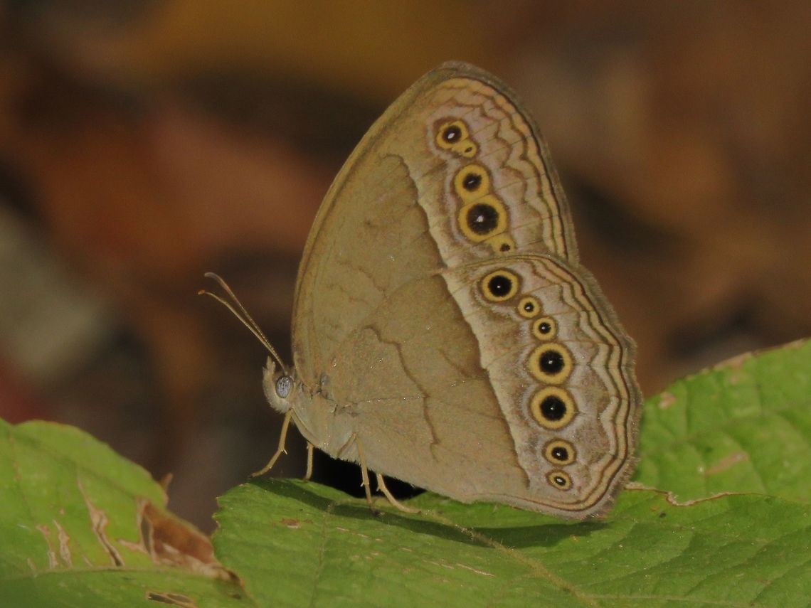 Many Rings                                 Butterfly,Malayisa,Mycalesis,Mycalesis sp,Penang
